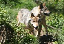 L’homme et le loup: une longue histoire de passion et de peur