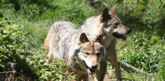 L’homme et le loup: une longue histoire de passion et de peur