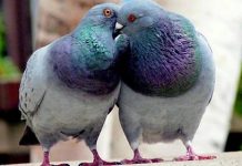 Que se passe-t-il dans le cerveau quand on tombe amoureux ?