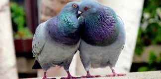 Que se passe-t-il dans le cerveau quand on tombe amoureux ?