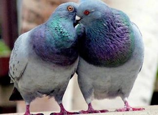 Que se passe-t-il dans le cerveau quand on tombe amoureux ?