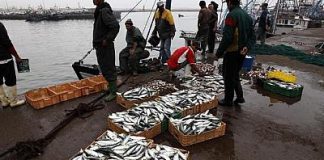 L’accord de pêche UE-Maroc pas applicable au Sahara occidental, estime la justice européenne