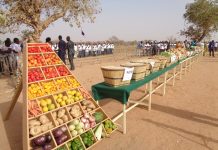 Agriculture: Journée nationale des Légumineuses pour valoriser la filière