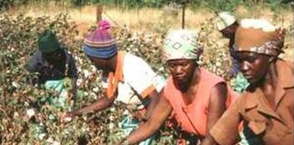 Coton : le Mali, premier producteur en Afrique