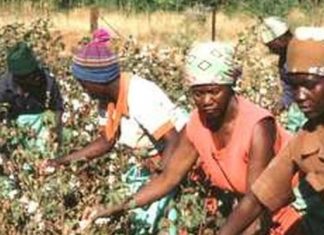 Coton : le Mali, premier producteur en Afrique