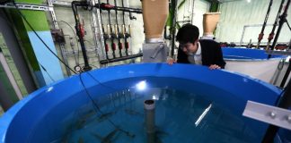 Japon: du saumon élevé sur la terre ferme