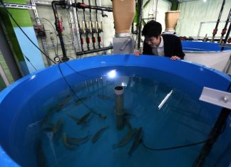 Japon: du saumon élevé sur la terre ferme