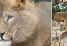 Syrie : deux lions exilés en Afrique du Sud