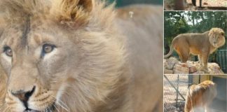 Syrie : deux lions exilés en Afrique du Sud