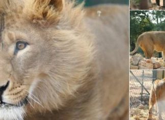 Syrie : deux lions exilés en Afrique du Sud