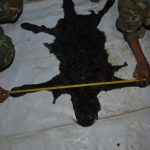 L’homme d’affaires thaïlandais arrêté après une chasse au léopard sera-t-il jugé?