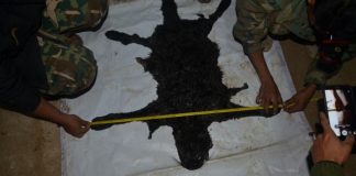 L’homme d’affaires thaïlandais arrêté après une chasse au léopard sera-t-il jugé?