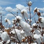 Polémique sur la culture du coton au Burkina : Les précisions de la SOFITEX