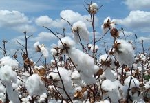 Polémique sur la culture du coton au Burkina : Les précisions de la SOFITEX