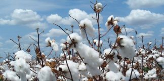 Polémique sur la culture du coton au Burkina : Les précisions de la SOFITEX
