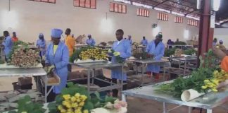 Rwanda : développer la production de fleurs