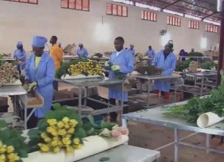 Rwanda : développer la production de fleurs