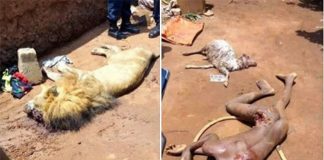 Bénin: Un garçon de 10 ans dévoré par un lion élevé à domicile