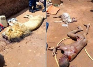 Bénin: Un garçon de 10 ans dévoré par un lion élevé à domicile