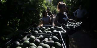 Au centre du Chili, une fièvre de l’avocat très gourmande en eau