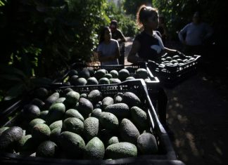 Au centre du Chili, une fièvre de l’avocat très gourmande en eau