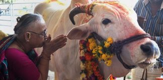 Inde: onze miliciens défenseurs de la vache sacrée condamnés à la prison à vie