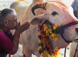 Inde: onze miliciens défenseurs de la vache sacrée condamnés à la prison à vie