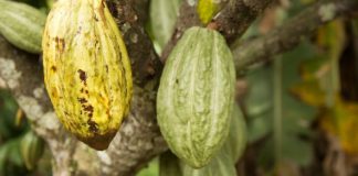 Côte d’Ivoire : le blocage de la récolte de café due au « manque de bateaux »