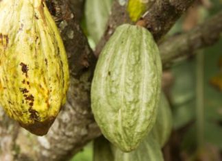 Côte d’Ivoire : le blocage de la récolte de café due au « manque de bateaux »
