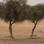 Afrique de l’Ouest: 8 millions de personnes en insécurité alimentaire