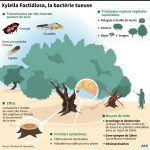 La bactérie « tueuse d’oliviers » détectée sur des oliviers et des chênes verts en Corse