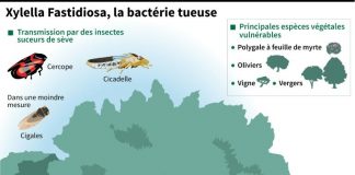 La bactérie « tueuse d’oliviers » détectée sur des oliviers et des chênes verts en Corse