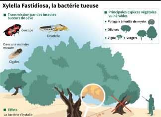 La bactérie « tueuse d’oliviers » détectée sur des oliviers et des chênes verts en Corse