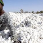 Le Burkina Faso perd sa 1ère place de producteur de coton après une année mitigée