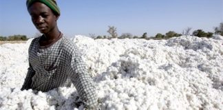 Le Burkina Faso perd sa 1ère place de producteur de coton après une année mitigée