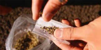 Le Zimbabwe légalise le cannabis