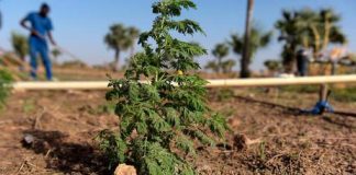 Controverse sur l’artemisia, un remède « naturel » contre le paludisme