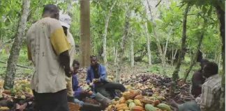 Cacao : la Côte d’Ivoire veut offrir son expertise au Congo (médias)