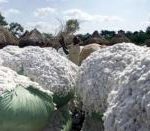 Burkina: Plus de 14 milliards FCFA du gouvernement pour accompagner les cotonculteurs