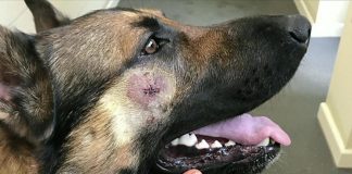 En Angleterre, un berger allemand lutte contre le crime aux côtés des policiers