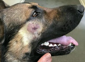 En Angleterre, un berger allemand lutte contre le crime aux côtés des policiers