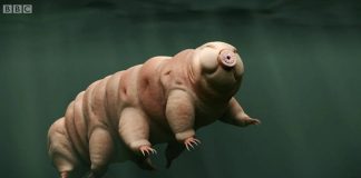 La créature la plus robuste sur terre