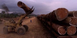 Filière bois : Rougier ne renouvellera pas son label FSC au Cameroun