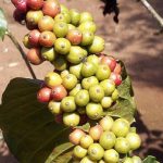 Café : au Cameroun, l’interprofession tire la sonnette d’alarme