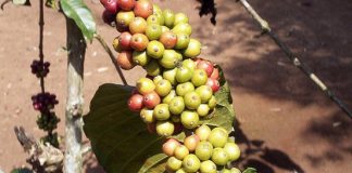 Café : au Cameroun, l’interprofession tire la sonnette d’alarme