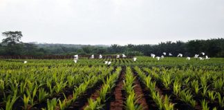 Huile de palme : Feronia au bout du tunnel en RDC ?