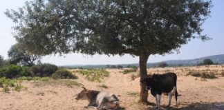 Tunisie : la « grève du lait » n’aura pas lieu… avant la fin du Ramadan