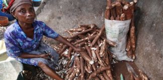 Virus du manioc : « Pour se protéger de la striure brune, il faudrait trouver des variétés résistantes »