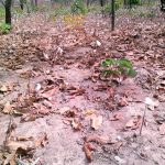 LE COTON BURKINABE DANS L’IMPASSE