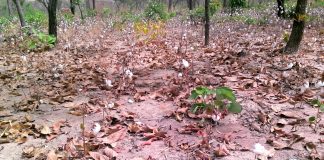 LE COTON BURKINABE DANS L’IMPASSE